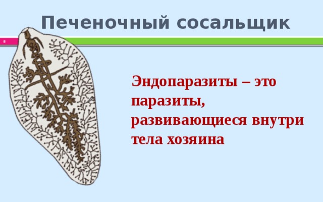 Печеночный  сосальщик  Эндопаразиты – это паразиты, развивающиеся внутри тела хозяина 