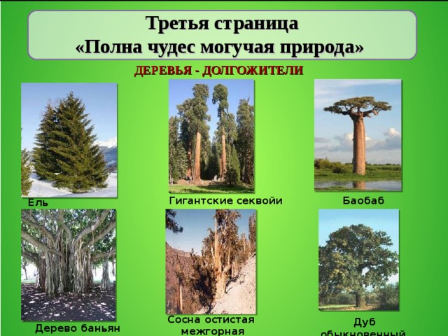 Окружающий мир 1 класс продолжительность деревьев. Название долгоживущих деревьев. Продолжительность жизни деревьев долгожителей. Деревья долгожители названия и Продолжительность. Продолжительность жизни деревьев ljkuj;bntkmkb.