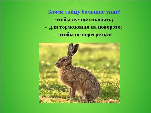 Зайцу нужно было. Большие уши зайца. Зачем зайцу длинные уши. Почему у зайца большие уши. Заяц хваста.