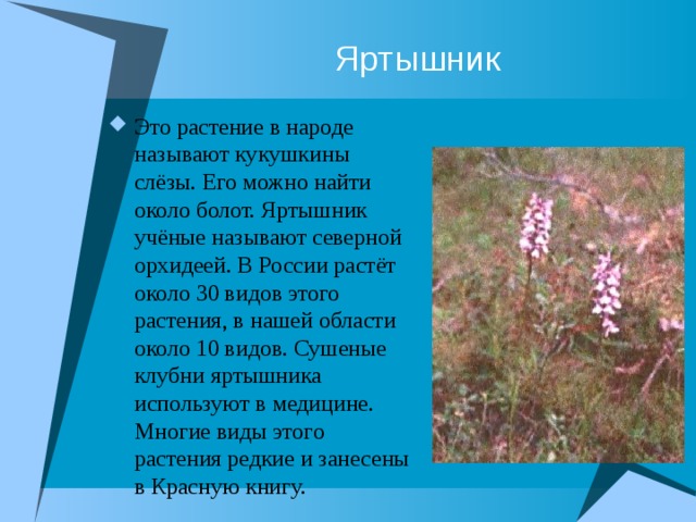 Ты знаешь названия растений изображенных на рисунке это иван чай лисохвост тысячелистник сон трава