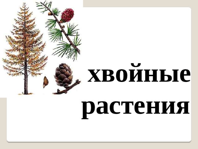  хвойные  растения 