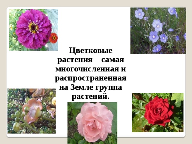 Цветковые растения – самая многочисленная и распространенная на Земле группа растений. 