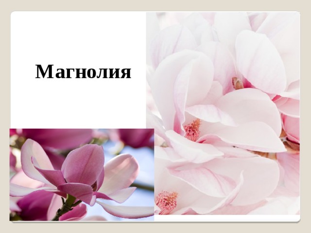 Магнолия 