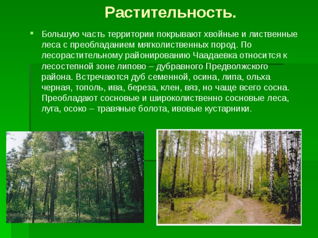 Преобладающие породы леса