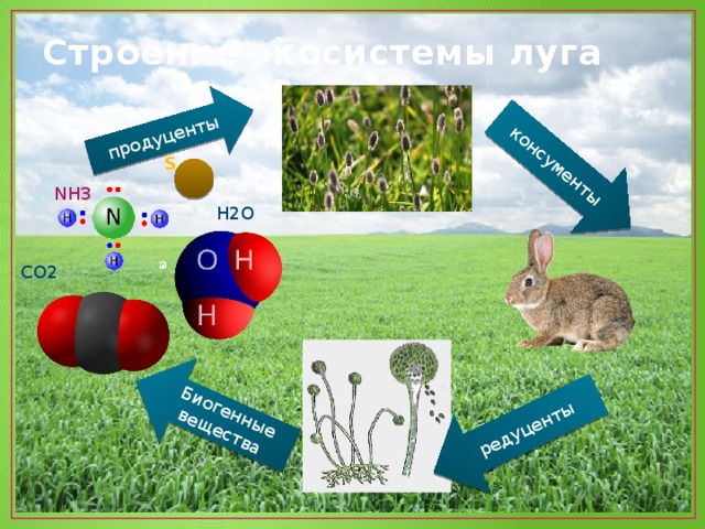 Экосистема луг для дошкольников презентация