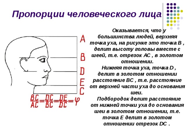 Пропорции человеческого лица Оказывается, что у большинства людей, верхняя точка уха, на рисунке это точка В , делит высоту головы вместе с шеей, т.е. отрезок АС , в золотом отношении. Нижняя точка уха, точка D , делит в золотом отношении расстояние ВС , т.е. расстояние от верхней части уха до основания шеи. Подбородок делит расстояние от нижней точки уха до основания шеи в золотом отношении, т.е. точка Е делит в золотом отношении отрезок DC .  