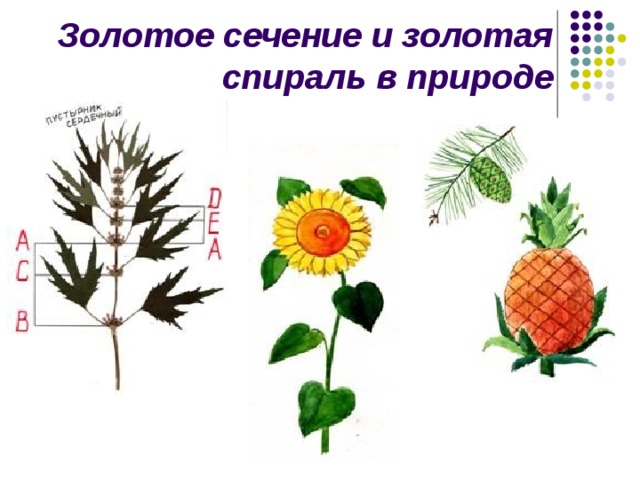 Золотое сечение и золотая спираль в природе 