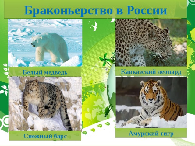 Браконьерство в России Кавказский леопард Белый медведь Амурский тигр Снежный барс 