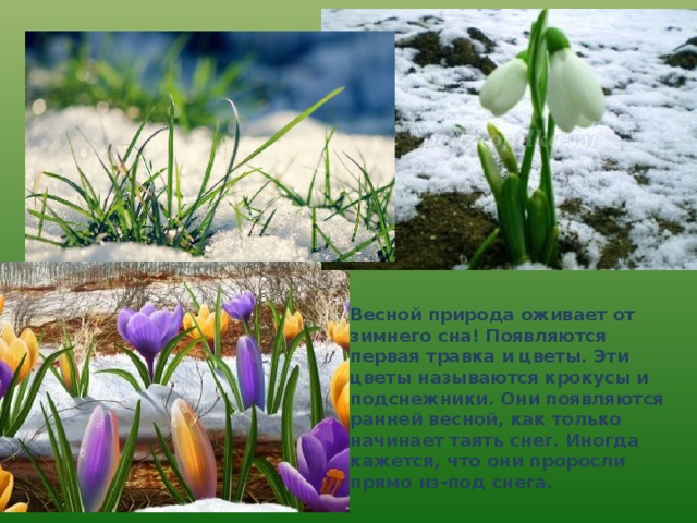 Какие происходят изменения в жизни растений весной. Природа оживает весной. Пробуждение растений весной.