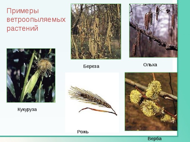 Примеры ветроопыляемых растений Ольха Береза Кукуруза Рожь Верба 