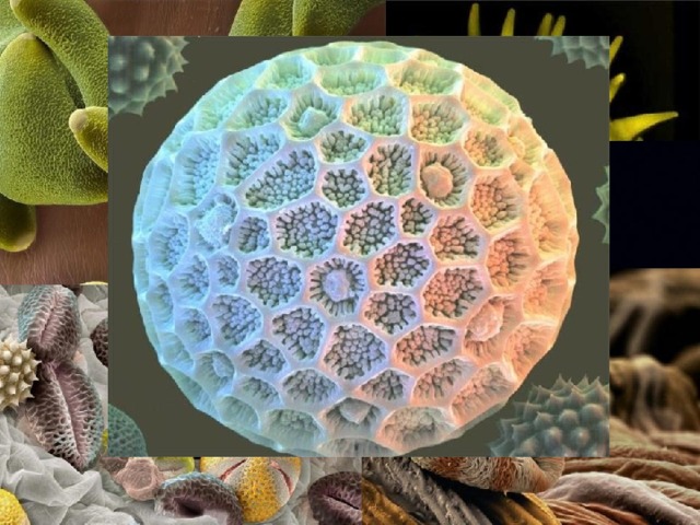 Пыльца растений. Под микроскопом видно, что пылинки разных растений совсем не одинаковы. Они отличаются по размерам, и по форме. 