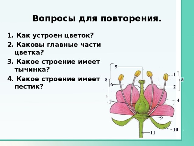 Вопросы для повторения. 1. Как устроен цветок? 2. Каковы главные части цветка? 3. Какое строение имеет тычинка? 4. Какое строение имеет пестик? 