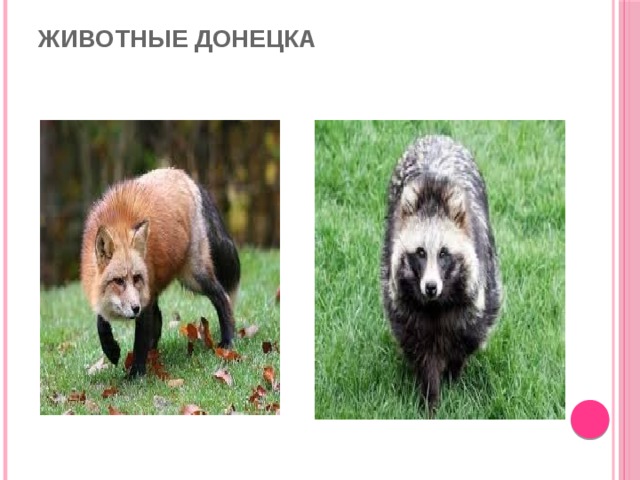 Животные Донецка   