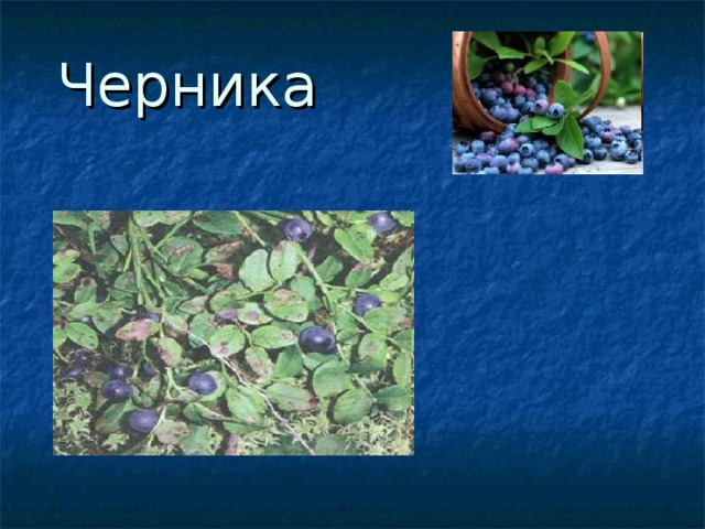 Черника