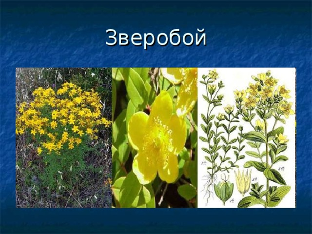 Зверобой