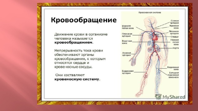 Кровеносная система 3 класс планета знаний презентация