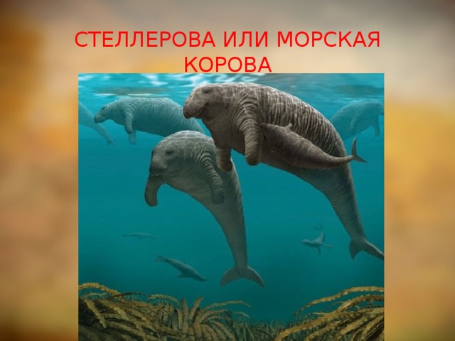 Стеллерова корова. Стеллерова корова морская корова. Стеллерова корова вымершее животное. Морская Стеллерова корова вымершие животные.