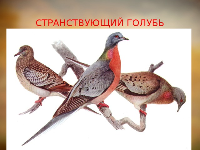 СТРАНСТВУЮЩИЙ ГОЛУБЬ