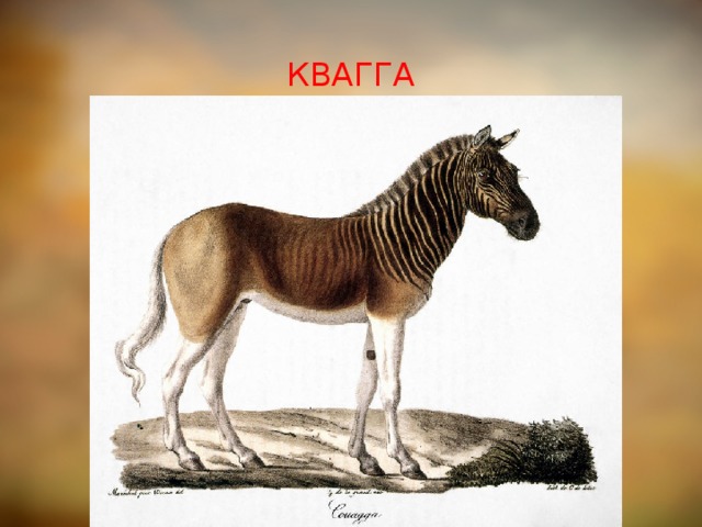 КВАГГА