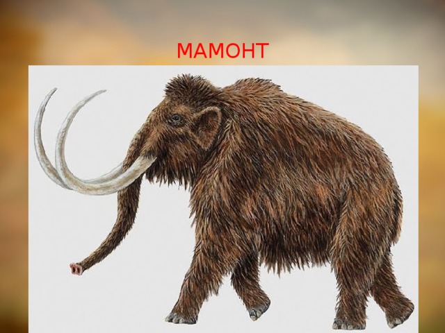 МАМОНТ