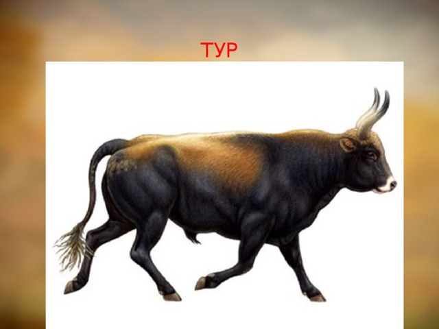 ТУР