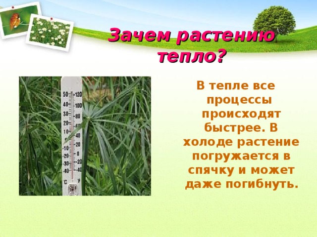 Зачем растению тепло? В тепле все процессы происходят быстрее. В холоде растение погружается в спячку и может даже погибнуть.