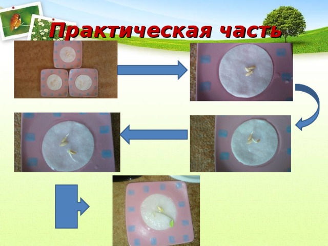 Практическая часть