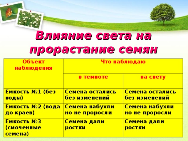 Как влияет на семена освещенность