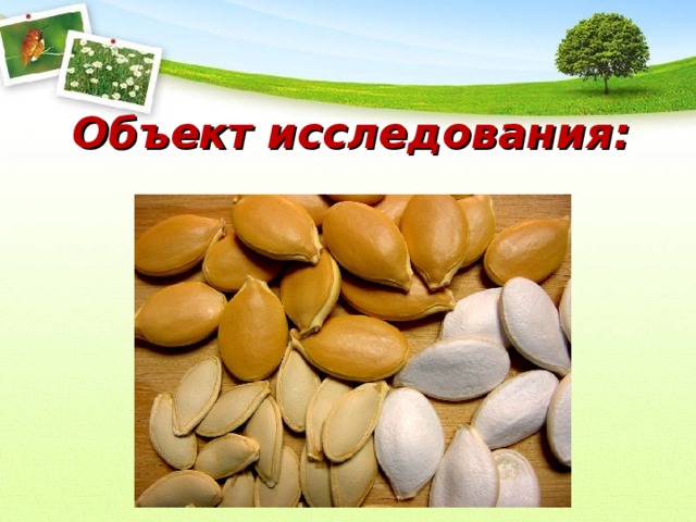 Объект исследования: