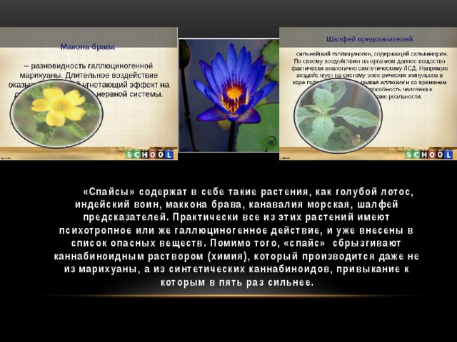 «Спайсы» содержат в себе такие растения, как голубой лотос, индейский воин, маккона брава, канавалия морская, шалфей предсказателей. Практически все из этих растений имеют психотропное или же галлюциногенное действие, и уже внесены в список опасных веществ. Помимо того, «спайс» сбрызгивают каннабиноидным раствором (химия), который производится даже не из марихуаны, а из синтетических каннабиноидов, привыкание к которым в пять раз сильнее.