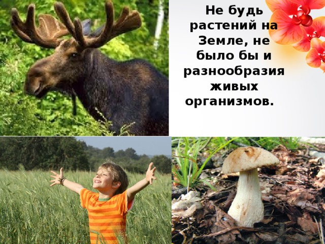 Не будь растений на Земле, не было бы и разнообразия живых организмов.