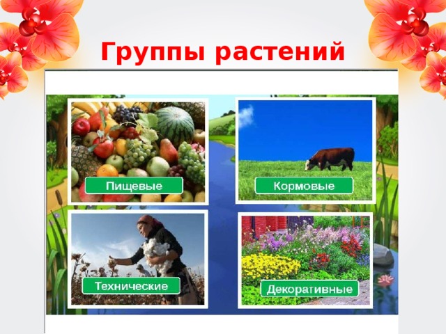 Питательные растения