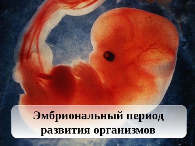 Эмбриональный период развития организмов