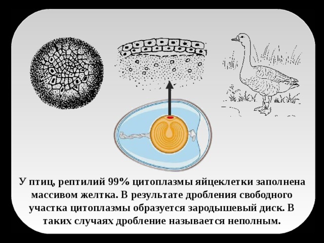 У птиц, рептилий 99% цитоплазмы яйцеклетки заполнена массивом желтка. В результате дробления свободного участка цитоплазмы образуется зародышевый диск. В таких случаях дробление называется неполным.