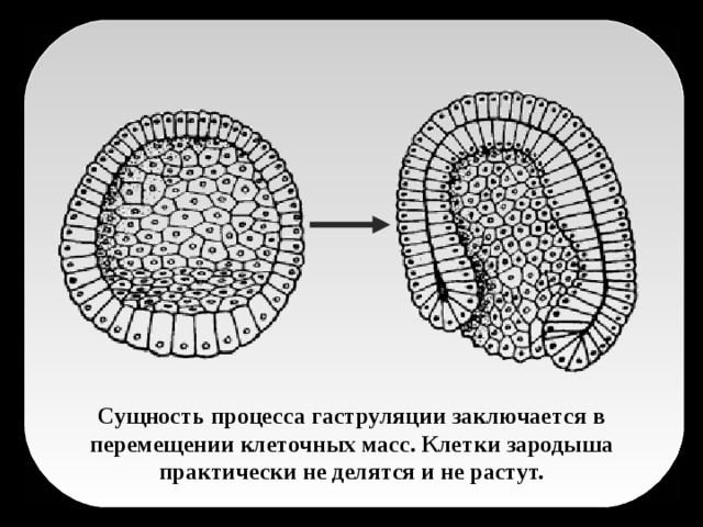 Сущность процесса гаструляции заключается в перемещении клеточных масс. Клетки зародыша практически не делятся и не растут.