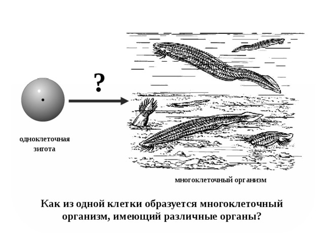 ? одноклеточная зигота многоклеточный организм Как из одной клетки образуется многоклеточный организм, имеющий различные органы?