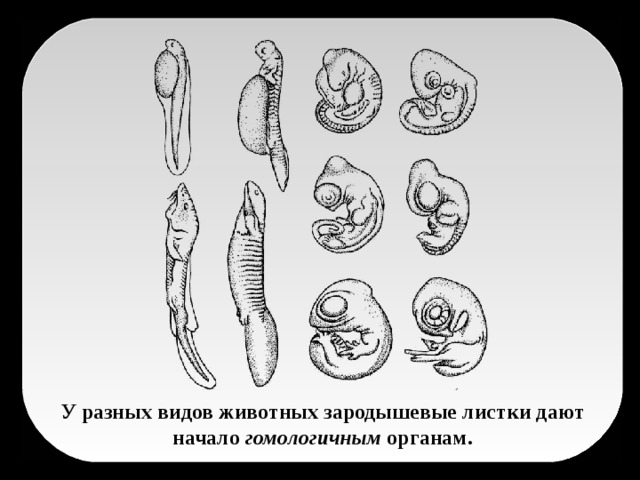 У разных видов животных зародышевые листки дают начало гомологичным органам.
