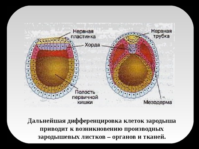Дальнейшая дифференцировка клеток зародыша приводит к возникновению производных зародышевых листков – органов и тканей.