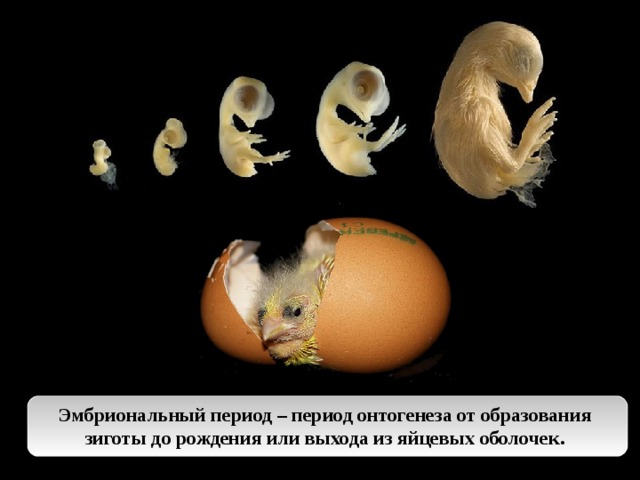 Эмбриональный период – период онтогенеза от образования зиготы до рождения или выхода из яйцевых оболочек.