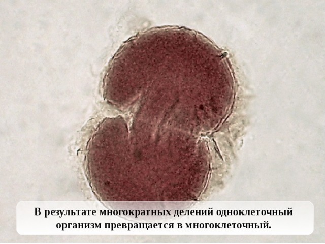 В результате многократных делений одноклеточный организм превращается в многоклеточный.