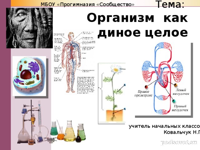 Организм единое целое 5