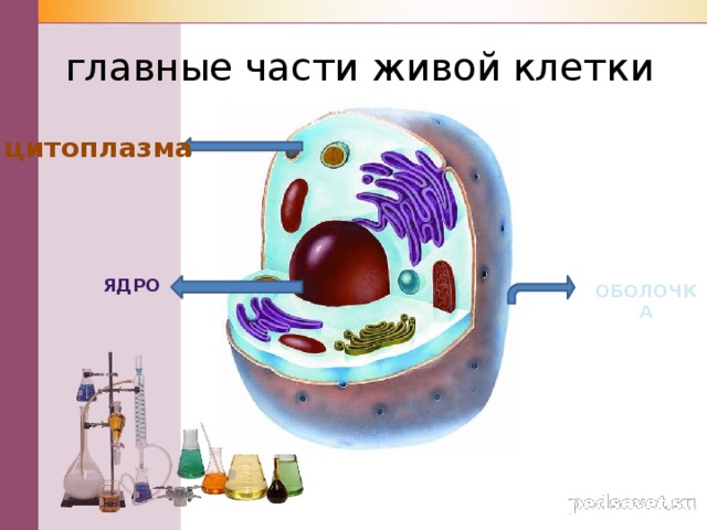 Главные части живой. Главные части живой клетки. Основные части клетки: ядро, цитоплазма,. Перечислите основные части клетки.