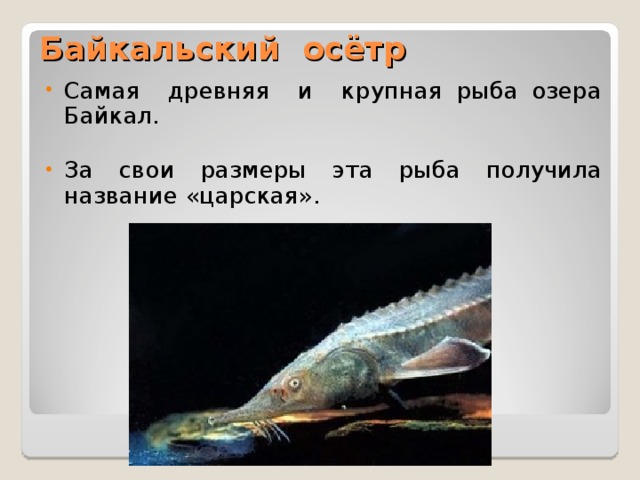 Байкальский осётр Самая древняя и крупная рыба озера Байкал. За свои размеры эта рыба получила название «царская». 