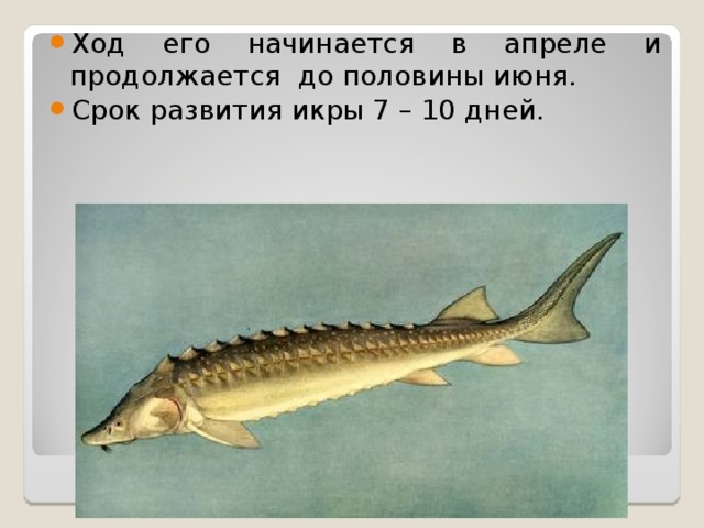 Ход его начинается в апреле и продолжается до половины июня. Срок развития икры 7 – 10 дней. 