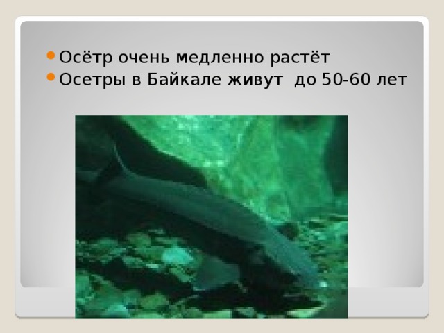 Осётр очень медленно растёт Осетры в Байкале живут до 50-60 лет 