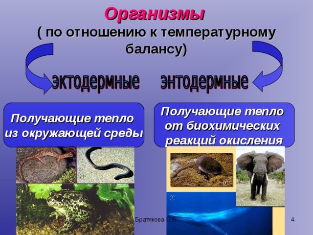 Организмы   ( по отношению к температурному балансу) Получающие тепло из окружающей среды Получающие тепло от биохимических реакций окисления Братякова С.Б.  