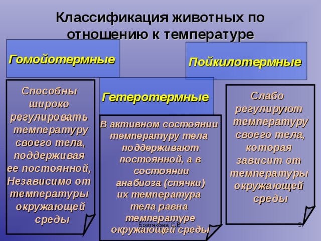 Классификация животных по отношению к температуре Гомойотермные  Пойкилотермные  Гетеротермные   Способны широко  регулировать температуру  своего тела, поддерживая ее постоянной, Независимо от температуры окружающей  среды Слабо  регулируют температуру  своего тела, которая зависит от температуры окружающей среды  В активном состоянии температуру тела поддерживают постоянной, а в  состоянии  анабиоза (спячки) их температура тела равна температуре окружающей среды Братякова С.Б.  