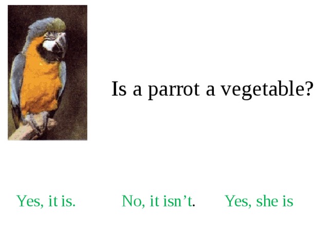 Is a parrot a vegetable? Yes, it is. No, it isn’t . Yes, she is 