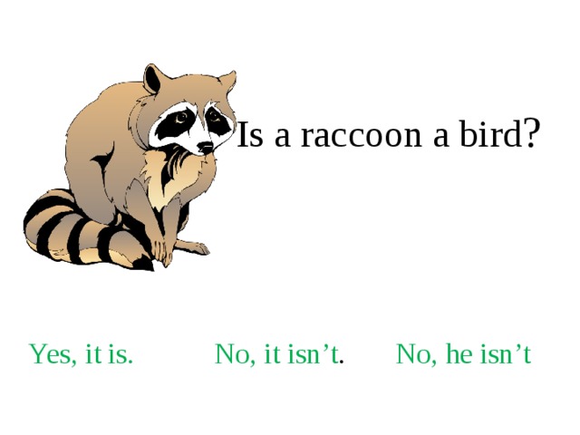 Is a raccoon a bird ? Yes, it is. No, it isn’t . No, he isn’t 