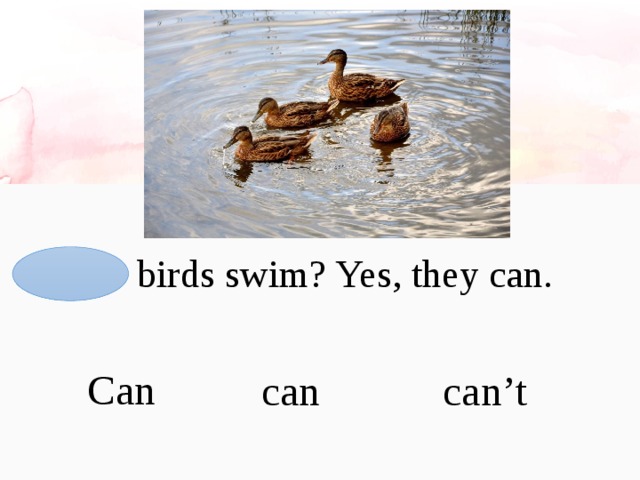 I cant swim. Can a Bird Swim ответ на вопрос. Birds can Swim. Can they Swim? Yes, they can английский. Most Americans can Swim and ответы.